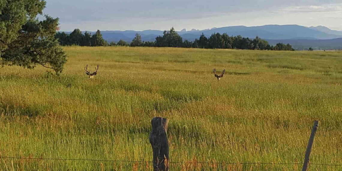 What really affects hunting in the West