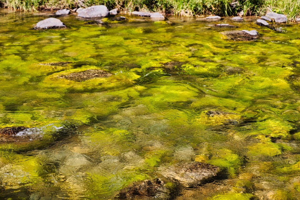 Local Knowledge: Life Needs CHNOPS 