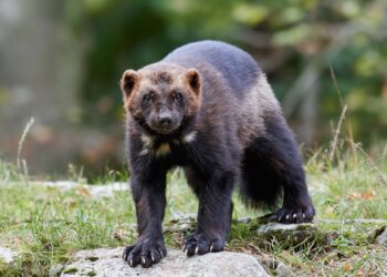 Dispatches from the Wild: Wolverines finally get protection 