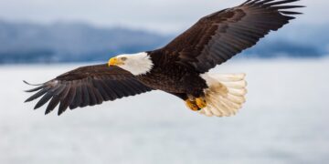 Dispatches from the Wild: The Endangered Species Act at 50 