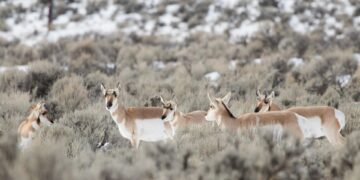 Outrage in Wyoming erupts over public land auction