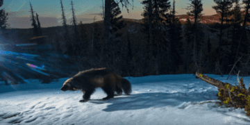 Wolverines gain federal protections under Endangered Species Act