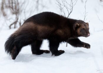Montana FWP to sue over federal listing of wolverines
