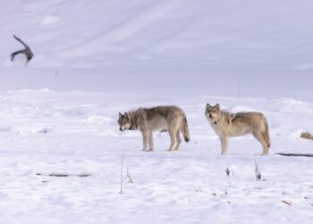 Yellowstone Gateway Museum to hold family-friendly scavenger hunts 