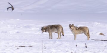 Yellowstone Gateway Museum to hold family-friendly scavenger hunts 
