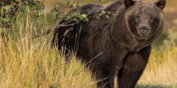 Montana to start trucking grizzlies into Yellowstone region to improve delisting prospects