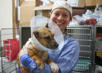 RUFF funds spay-neuters for animal rescue nonprofit 
