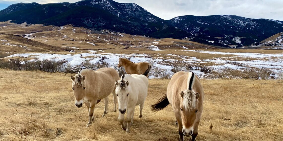 Dispatches from the Wild: Grassland survival 