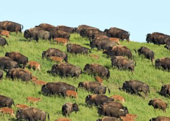 Museum of the Rockies to host ‘Conserving America’s Wildlands: The Vision of Ted Turner’