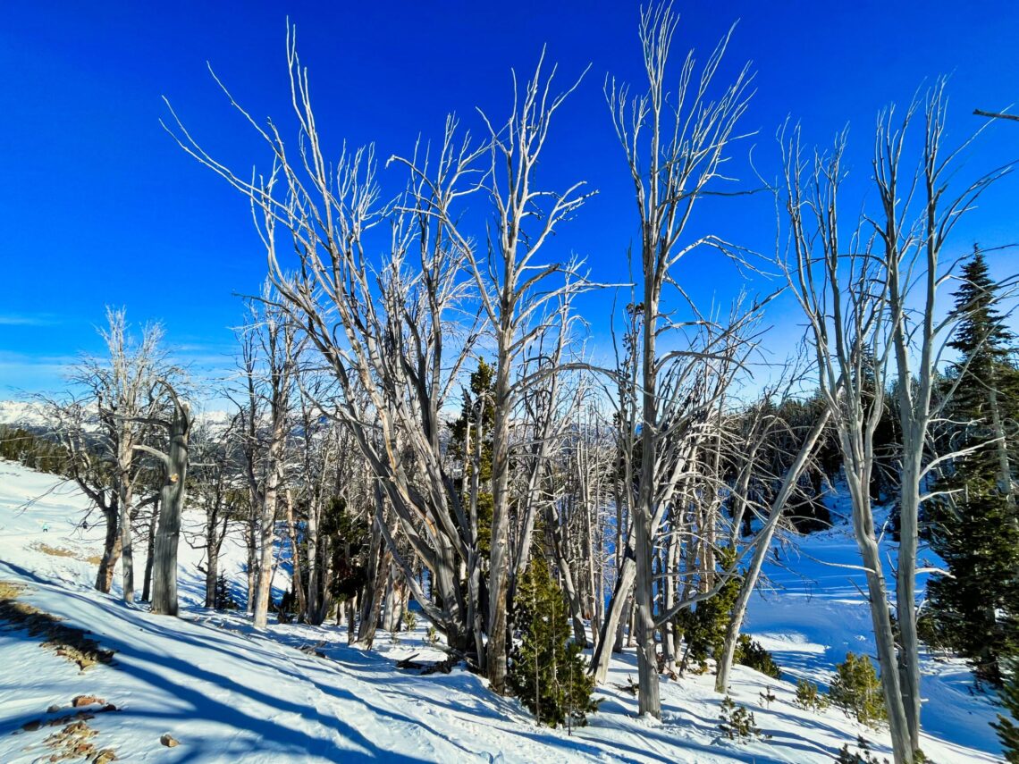Local Knowledge: Ghost trees 