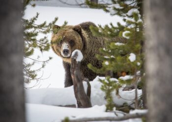 Dispatches from the Wild: Restless winter bruins