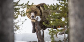 Dispatches from the Wild: Restless winter bruins