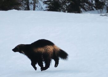 Dispatches from the Wild: Wolverines in limbo  