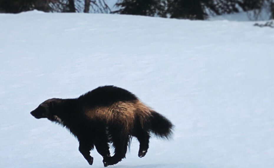 Dispatches from the Wild: Wolverines in limbo  