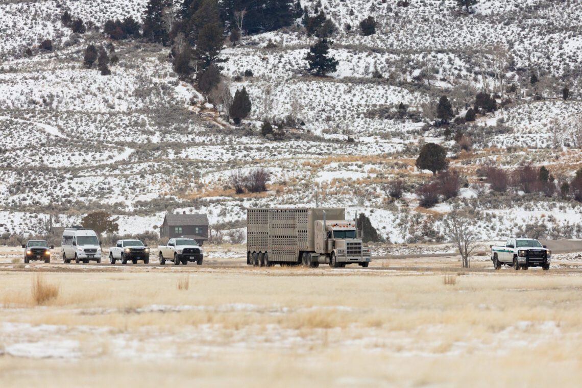Over 100 Yellowstone bison moved to Fort Peck Tribes