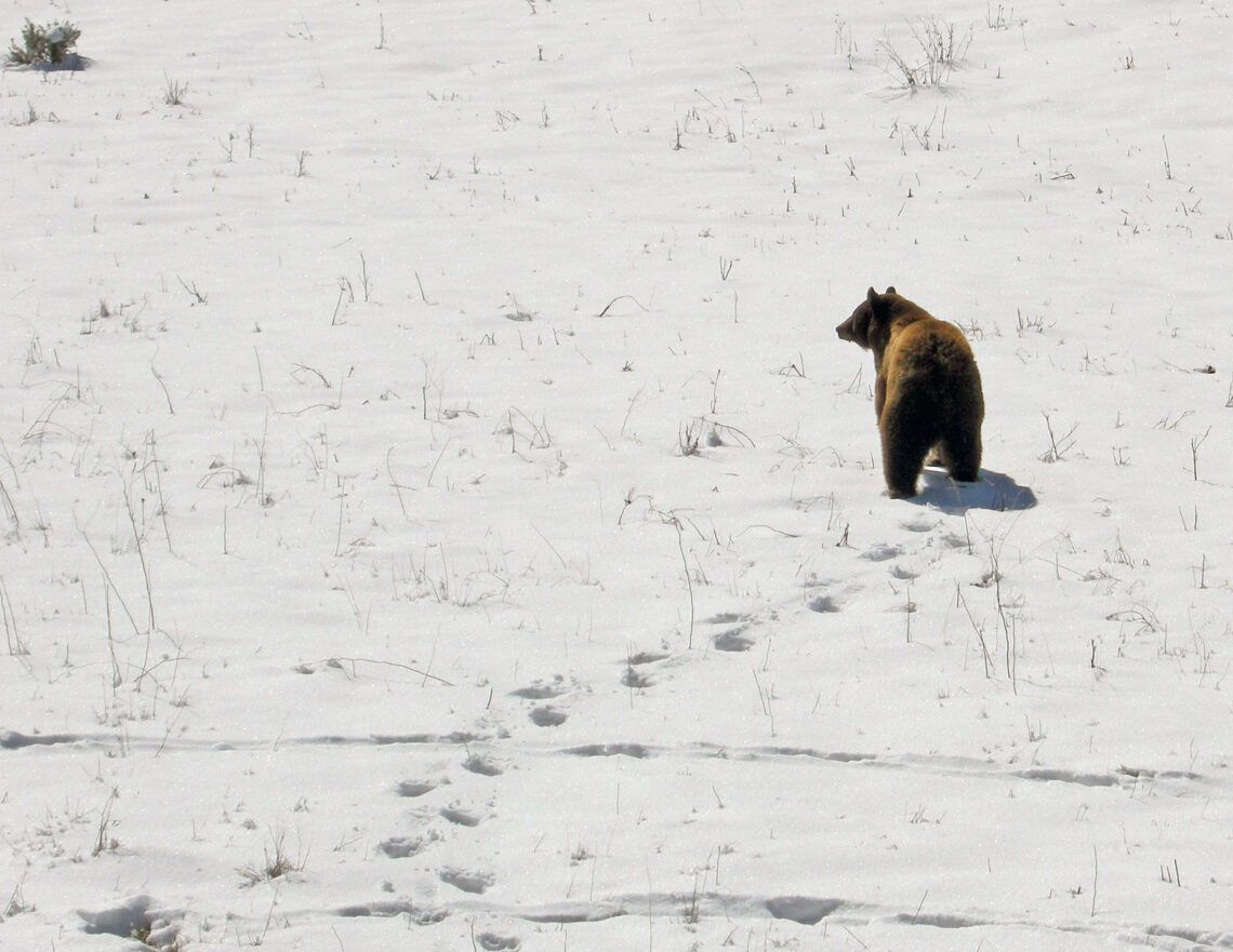 Dispatches from the Wild: The March of the bears