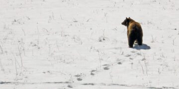 Dispatches from the Wild: The March of the bears 