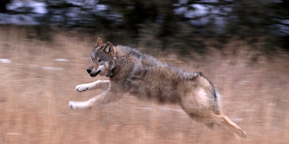 Freed wolves move into their old niche 