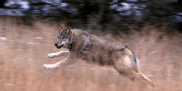 Freed wolves move into their old niche 