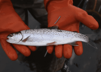 FWP asks anglers in SW Montana to report tagged fish as part of study