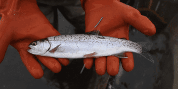 FWP asks anglers in SW Montana to report tagged fish as part of study