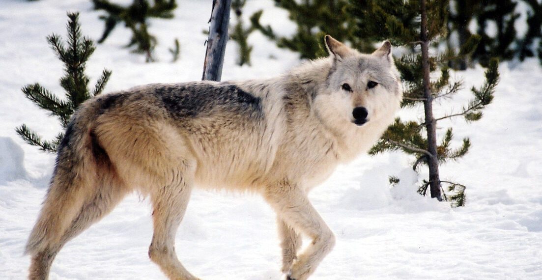 More Montana conservation groups intend to sue over decision not to re-list wolves