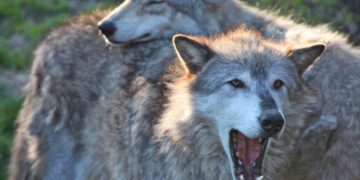Groups go to court to get wolves relisted in Montana, Idaho and Wyoming