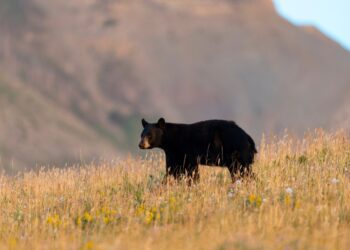 Yellowstone biologists to begin black, grizzly bear research