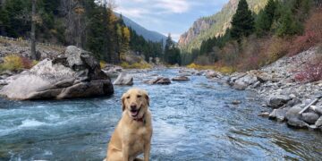 Every Drop Counts: What’s the scoop on your dog’s poop?  