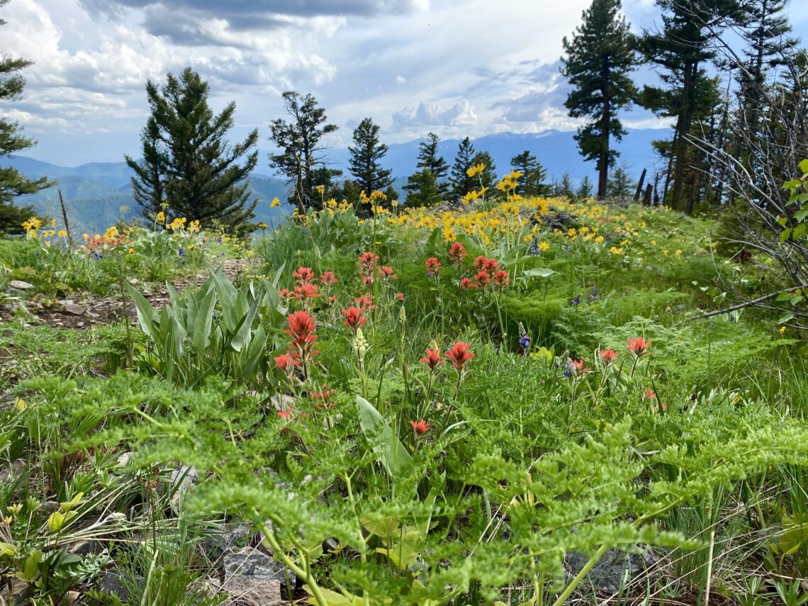 Dispatches from the Wild: Springtime and all 