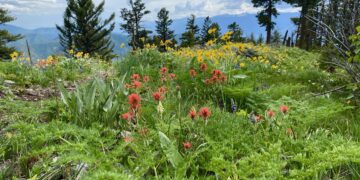 Dispatches from the Wild: Springtime and all 