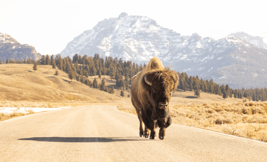 Idaho Falls man cited, injured after bison encounter in Yellowstone National Park