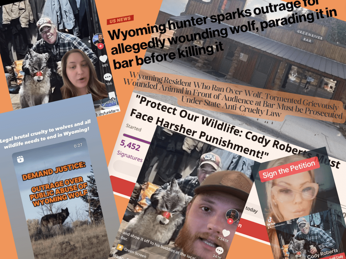 Fury over Wyoming wolf torture allegations sparks demands for steeper penalties, reform