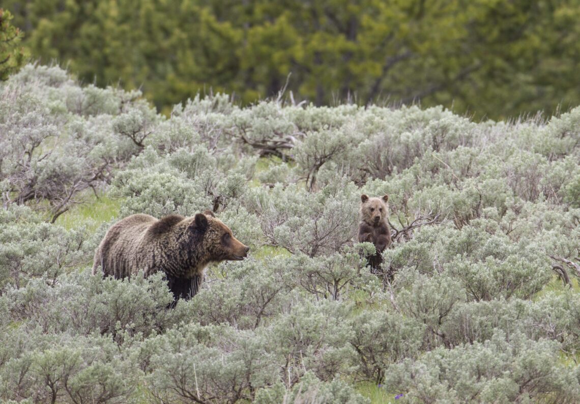 Grizzly bear shot and killed near Wolf Creek; FWP issues bear awareness reminder