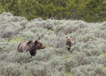 Grizzly bear shot and killed near Wolf Creek; FWP issues bear awareness reminder