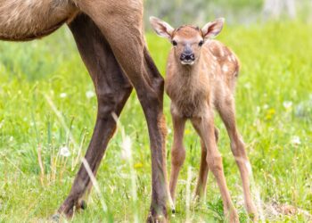 Yellowstone warns of elk calving season, dangers 