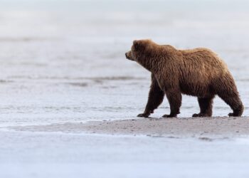 Grizzly encounter reported in Custer Gallatin National Forest 
