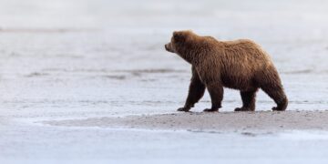 Grizzly encounter reported in Custer Gallatin National Forest 