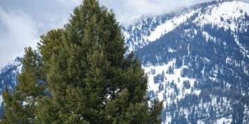 Let’s Talk About Mental Health: Navigating pediatric mental health in Big Sky 