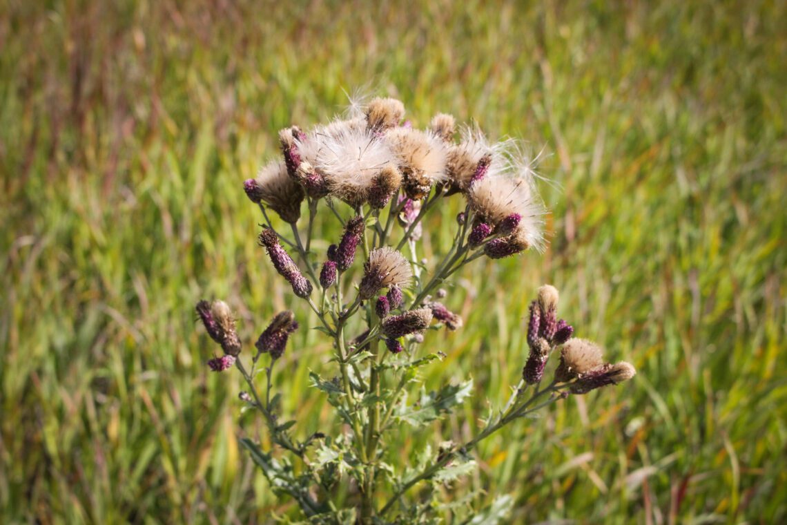 Dispatches from the Wild: Managing invasive plants