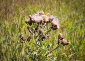 Dispatches from the Wild: Managing invasive plants 
