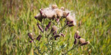 Dispatches from the Wild: Managing invasive plants 