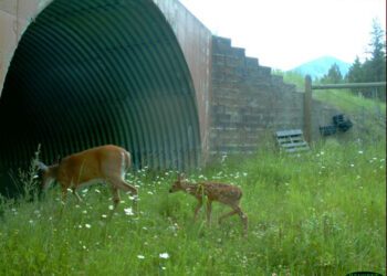 Wildlife-vehicle collisions have become common as Gallatin Valley grows