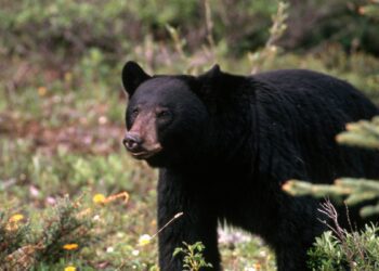 FWP euthanizes three bears in Missoula’s Rattlesnake neighborhood