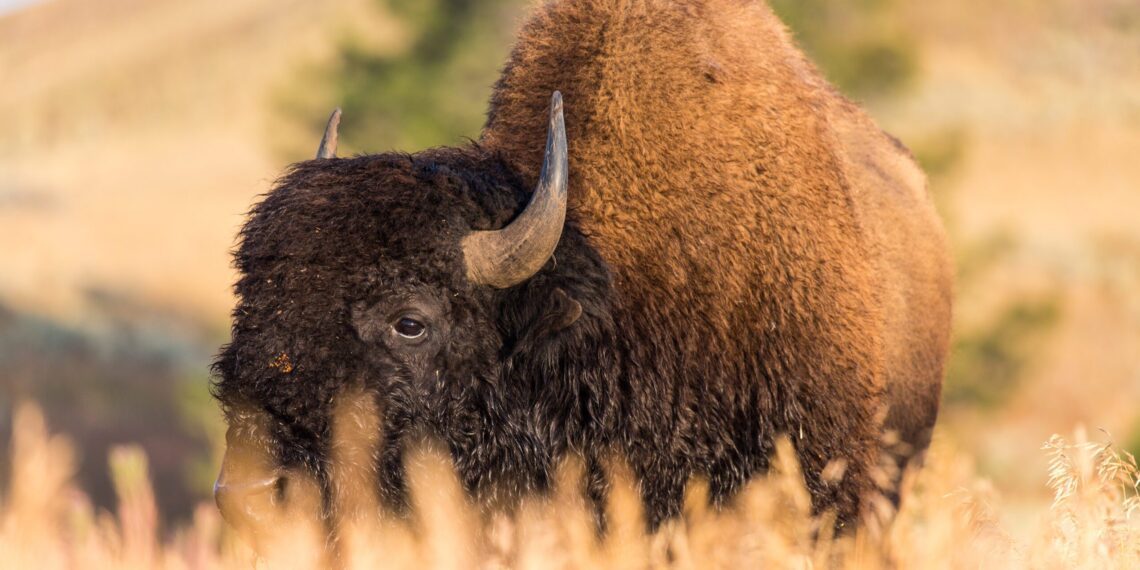 NPS releases Final Environmental Impact Statement for Yellowstone bison management