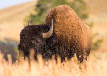 NPS releases Final Environmental Impact Statement for Yellowstone bison management