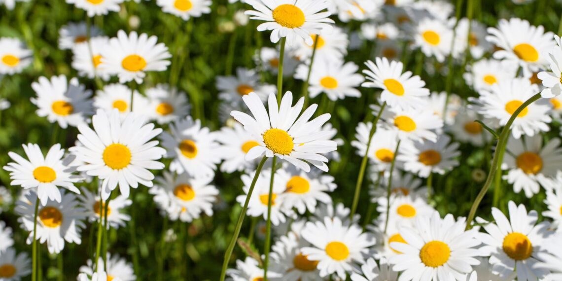 Dispatches from the Wild: Battling weeds 