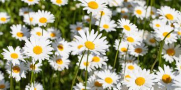 Dispatches from the Wild: Battling weeds 