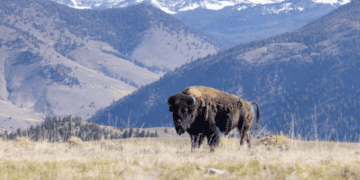 Woman gored by bison in Yellowstone National Park