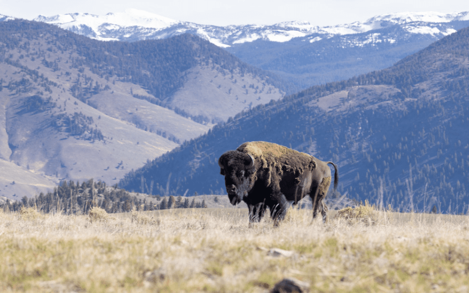 Woman gored by bison in Yellowstone National Park